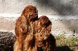 CAVALIER KING CHARLES & KING CHARLES 038